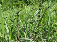 /album/prirodazabudnutavcase/dsc00802-jpg/