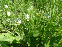 /album/prirodazabudnutavcase/dsc00820-jpg/