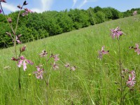 /album/prirodazabudnutavcase/dsc00822-jpg/