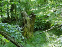 /album/prirodazabudnutavcase/dsc00837-jpg/