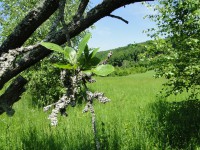 /album/prirodazabudnutavcase/dsc00866-jpg/