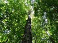 /album/prirodazabudnutavcase/dsc00840-jpg/